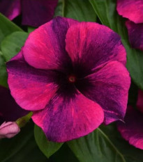 Katarant Tatoo Black Cherry - Catharanthus roseus - semená katarantu - 30 ks