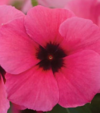 Katarant Tatoo Raspberry - Catharanthus roseus - semená katarantu - 30 ks