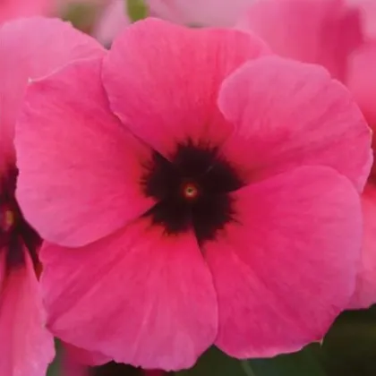 Katarant Tatoo Raspberry - Catharanthus roseus - semená katarantu - 30 ks