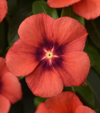 Katarant Tatoo Tangerine - Catharanthus roseus - semená katarantu - 30 ks