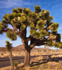 Juka krátkolistká - Yucca brevifolia - Joshua tree - semená juky - semiačka - 6 ks