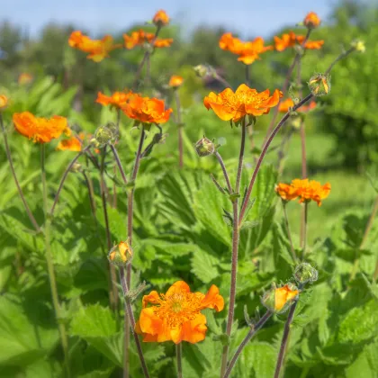 Kuklík šarlátový Koi - Geum coccineum - semená kuklíka - 20 ks