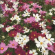 Krasuľka perovitá Cosmini Mix - Cosmos bipinnatus - semená krasuľky - 20 ks