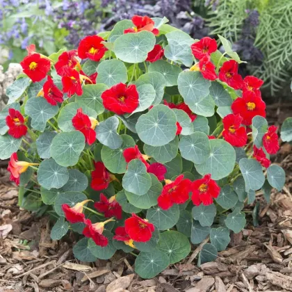 Kapucínka nízka Baby Red - Kapucínka - Tropaeolum mínus - semená kapucínka - 8 ks