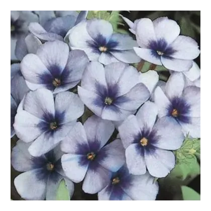 Plamienka Dolly F1 Sky Blue - Phlox drummondii - semená plamienky - 50 ks