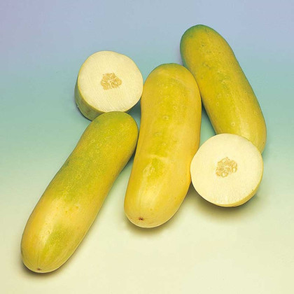 Uhorka šalátová Travito F1 - Cucumis sativus - semená uhorky - 10 ks