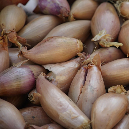 Cibuľa sadzačka Rosanna - Allium cepa - cibuľky - 250 g