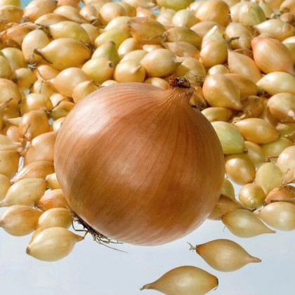 Cibuľa sadzačka Corrado F1 - Allium cepa - cibuľky - 500 g