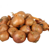 Cibuľa šalotka Red Sun - Allium cepa - cibuľky - 250 g