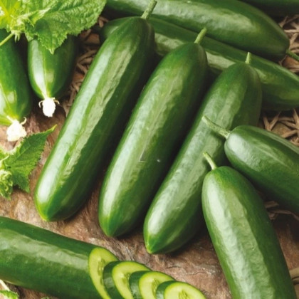 Uhorka šalátová Snack F1 - Cucumis sativus - semená uhorky - 10 ks