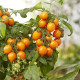 Paradajka Evita Compact F1 Orange - Solanum lycopersicum - semená paradajky - 6 ks