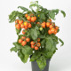 Paradajka Evita Compact F1 Orange - Solanum lycopersicum - semená paradajky - 6 ks