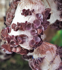 Sadba Ucho Judášovo - Auricularia auricula-judae - sadba- 1 ks