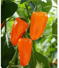 BIO Paprika Flynn F1 - Capsicum annuum - bio semená papriky - 6 ks