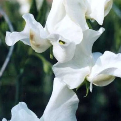 Hrachor voňavý kráľovský biely - Lathyrus odoratus - semená hrachora - semiačka - 20 ks