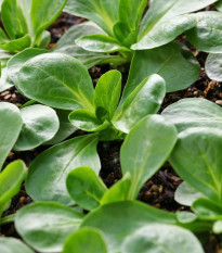 Polníček Gala – Valerianella locusta – semená poľníčka