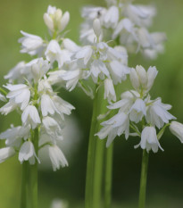 Scila zvonkovitá biela - Scilla campanulata - cibuľa scily - 3 ks