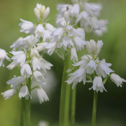 Scila zvonkovitá biela - Scilla campanulata - cibuľa scily - 3 ks