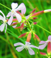 Mydlica lekárska - Saponaria officinalis - semená mydlice - 15 ks