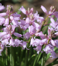 Scila zvonkovitá ružová - Scilla campanulata - cibuľa scily - 3 ks