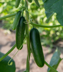 BIO Uhorka Kaikura F1 - Cucumis sativus - semená uhorky - 5 ks