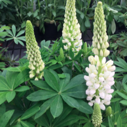 Lupina mnoholistá Lupini Biela - Lupinus polyphyllus - semená lupiny - 15 ks