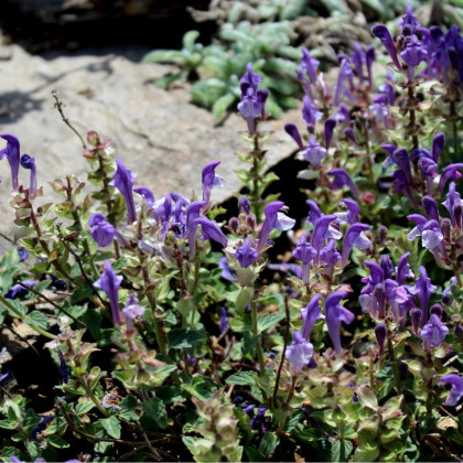 Šišiak alpský - Scutellaria alpina - semená šišiaka - 15 ks