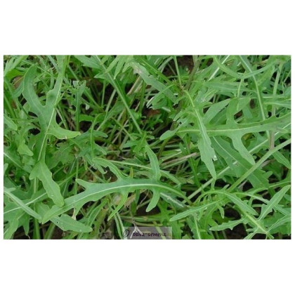 BIO Rukola Roma - Diplotaxis tenuifolia - bio semená rukoly - 50 ks