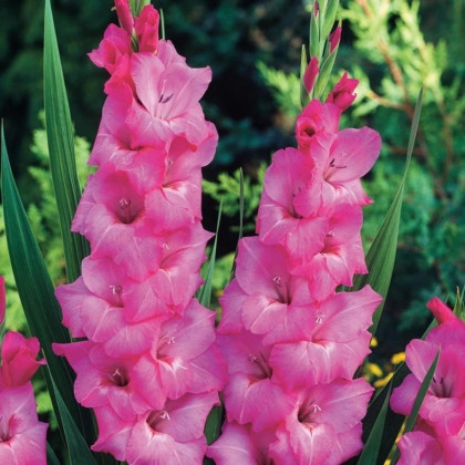 Gladiola Fidelio - Gladiolus - hľuzy mečíka - 3 ks