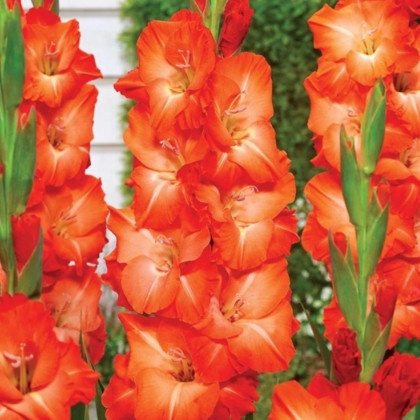 Gladiola Salmon Star - Gladiolus - hľuzy mečíka - 3 ks