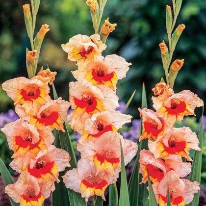 Gladiola Blackpool - Gladiolus - hľuzy mečíka - 3 ks