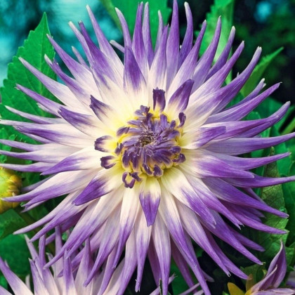 Georgína Veritable - Dahlia - hľuzy georgíny - 1 ks