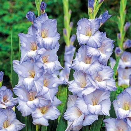 Gladiola Cobain - Gladiolus - hľuzy mečíka - 3 ks