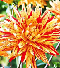 Georgína Striped Vulcan - Dahlia - hľuzy georgíny - 1 ks