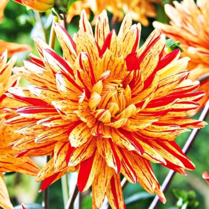 Georgína Striped Vulcan - Dahlia - hľuzy georgíny - 1 ks