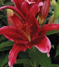 Ľalia Red Flash - Lilium - cibuľa ľalia - 1 ks