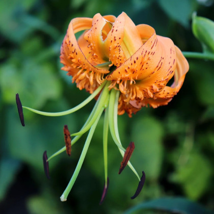 Ľalia Henryi - Lilium - cibuľa ľalia - 1 ks