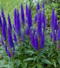 Veronika klasnatá - Veronica spicata - hľuzy veroniky - 1 ks