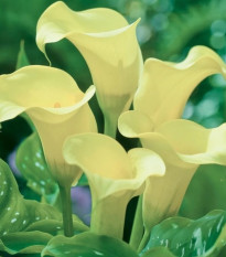 Kala Albomaculata - Zantedeschia - hľuzy kaly - 1 ks