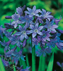 Kalokvet modrý - Agapanthus praecox - hľuzy kalokvetu - 1 ks