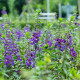 Angelónia úzkolistá Serenita purple - Angelonia serenita - semená angelónie - 6 ks