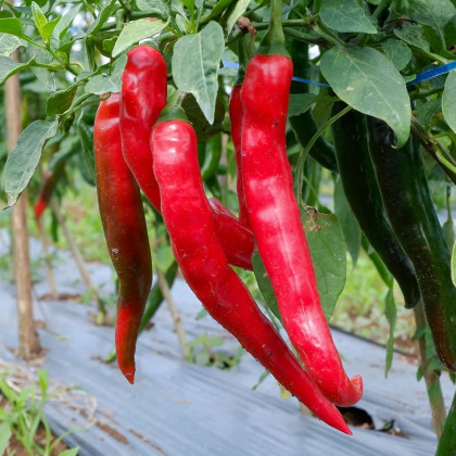 Paprika Thor F1 - Capsicum annuum - semená papriky - 7 ks