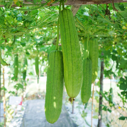 BIO Lufa valcovitá - Luffa cylindrica - semená lufy - 8 ks