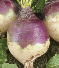 Turín Magres – Brassica napus var. napobrassica – semená kvaka