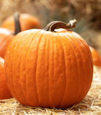 Tekvica Jack O Lantern – Cucurbita pepo – semená tekvice