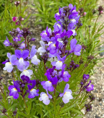 Lnica marocká Licilia Azure – Linaria maroccana – semená lnice