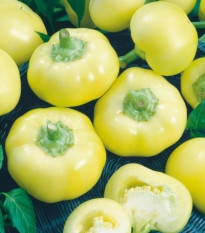 Paprika ročná Jablina F1 – Capsicum annuum – semená papriky