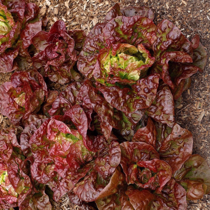 Šalát ľadový Derel - Lactuca sativa L. var. capitala - semená šalátu - 200 ks