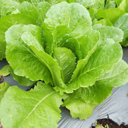 Šalát rímsky Bertolt - Lactuca sativa var. longifolia - semená šalátu - 200 ks