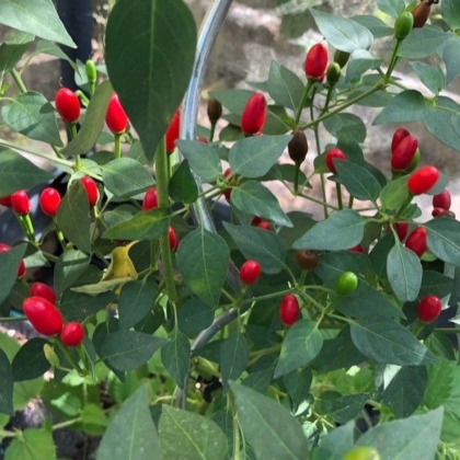 Chilli Zimbabwe Birds eye - Capsicum chinense - semená chilli - 8 ks